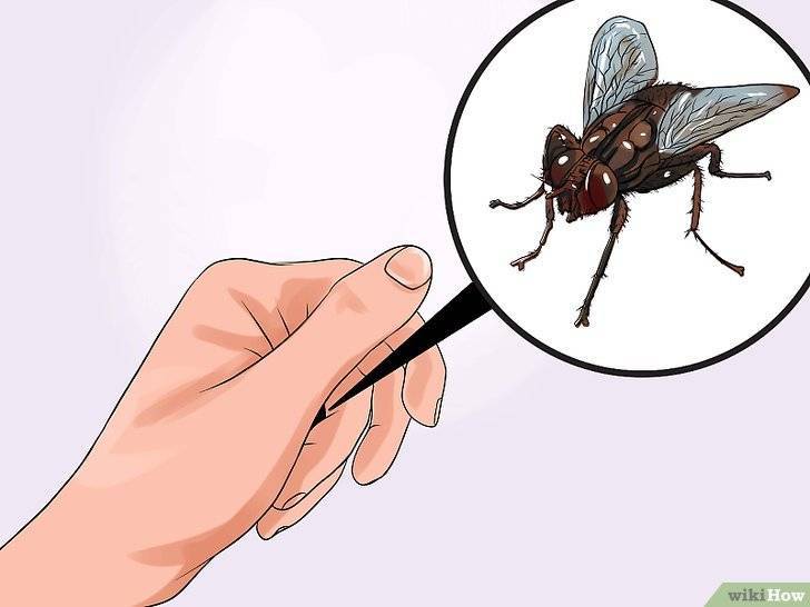 Как поймать муху в комнате: 5 способов