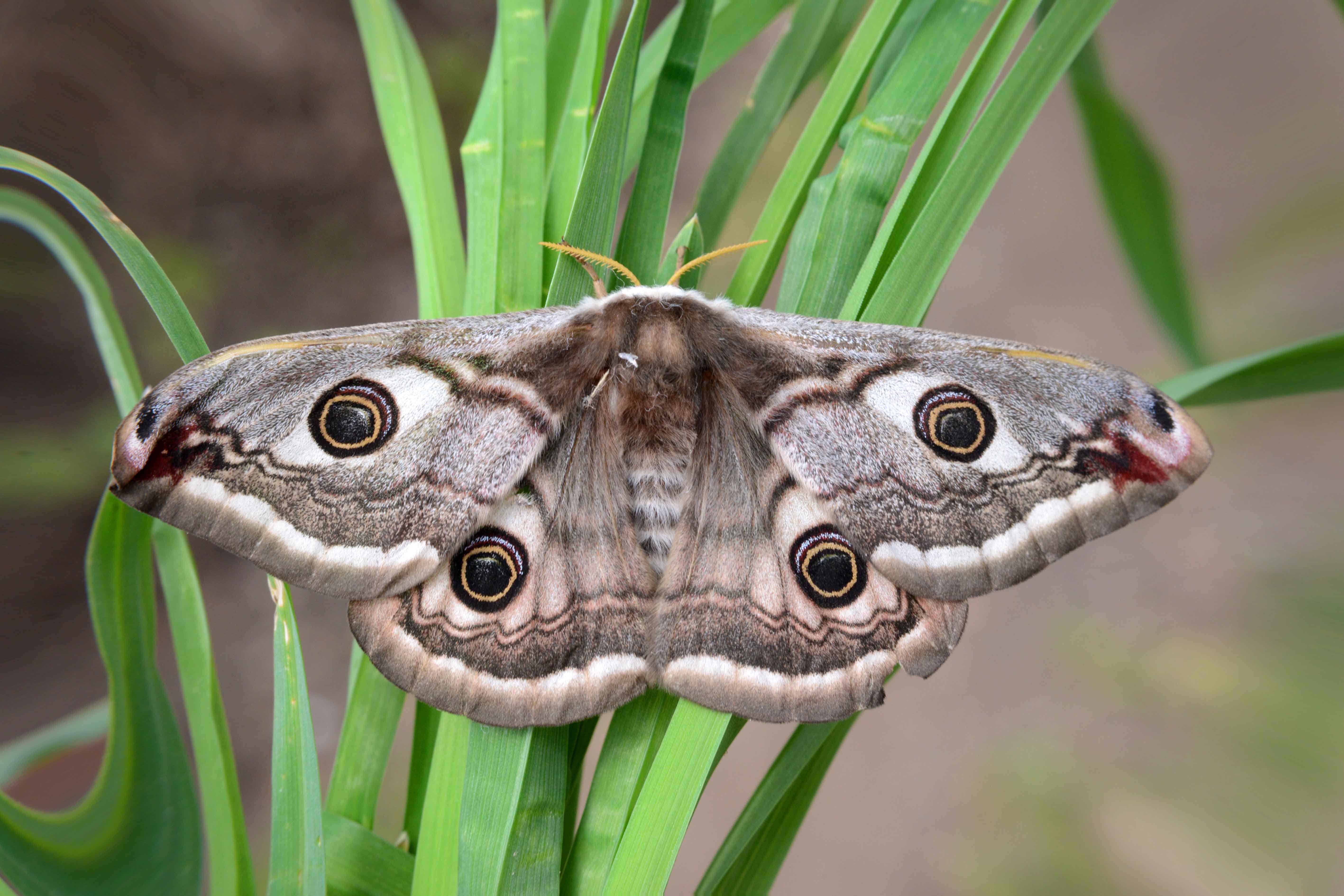 Saturnia Pavonia