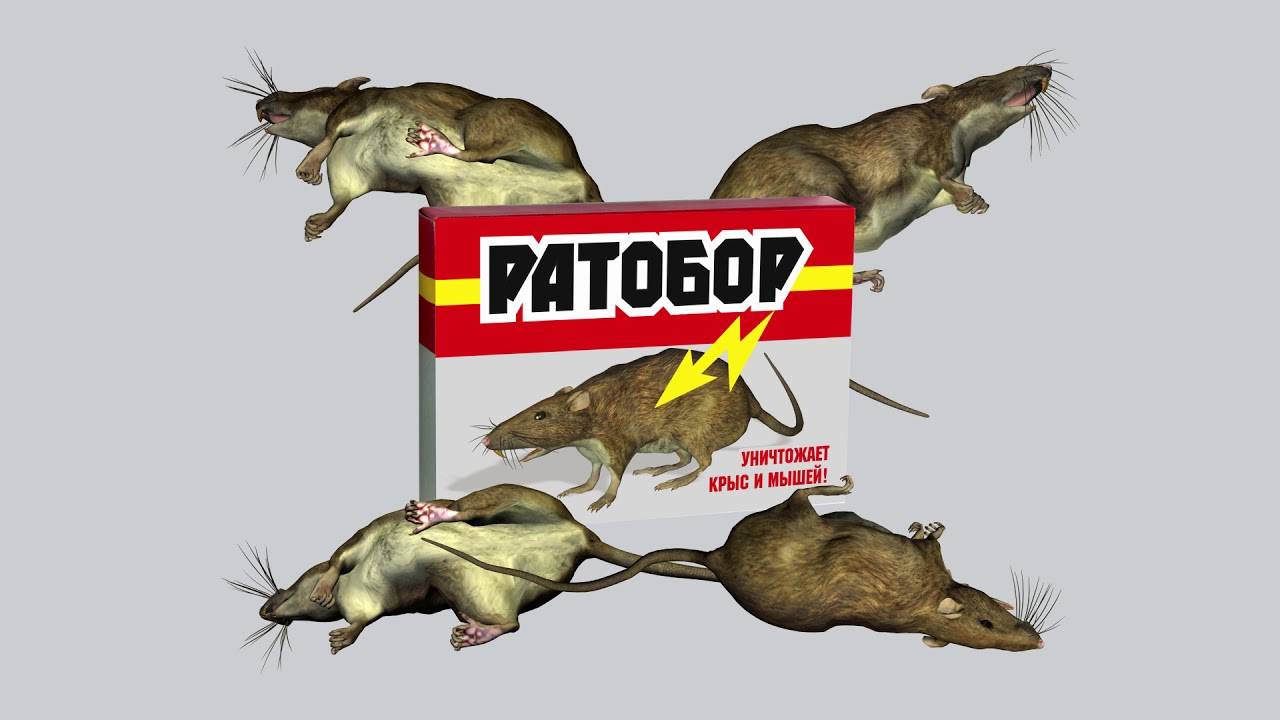 Дератизация - определение, как избавиться от крыс и мышей