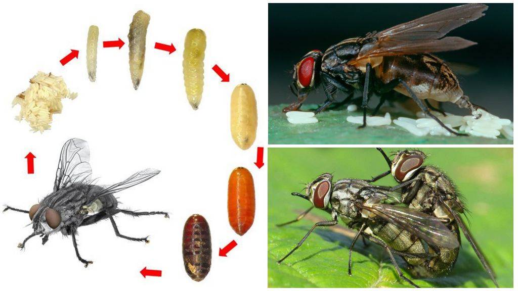 Муха: описание, виды, жизненный цикл, где живут и как питаются насекомые