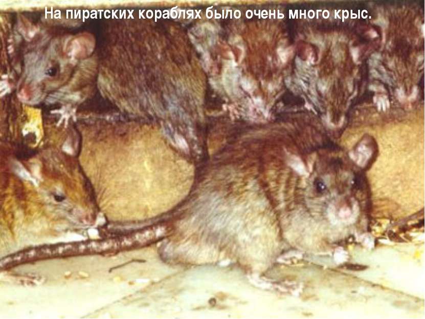 Боязнь мышей или музофобия: причины, признаки, лечение | салид