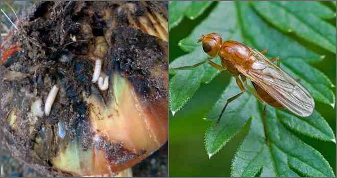 Как бороться с луковой мухой - народные способы уберечь урожай