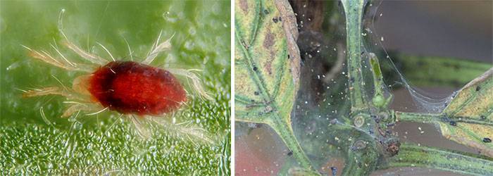 Как бороться с паутинным клещом на комнатных растениях?