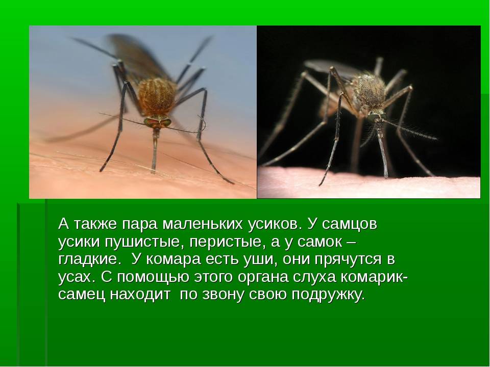 Самые большие комары в мире: самые крупные виды комаров +фото