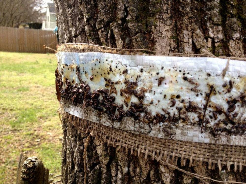 Как избавиться от муравьев на деревьях, самые доступные способы