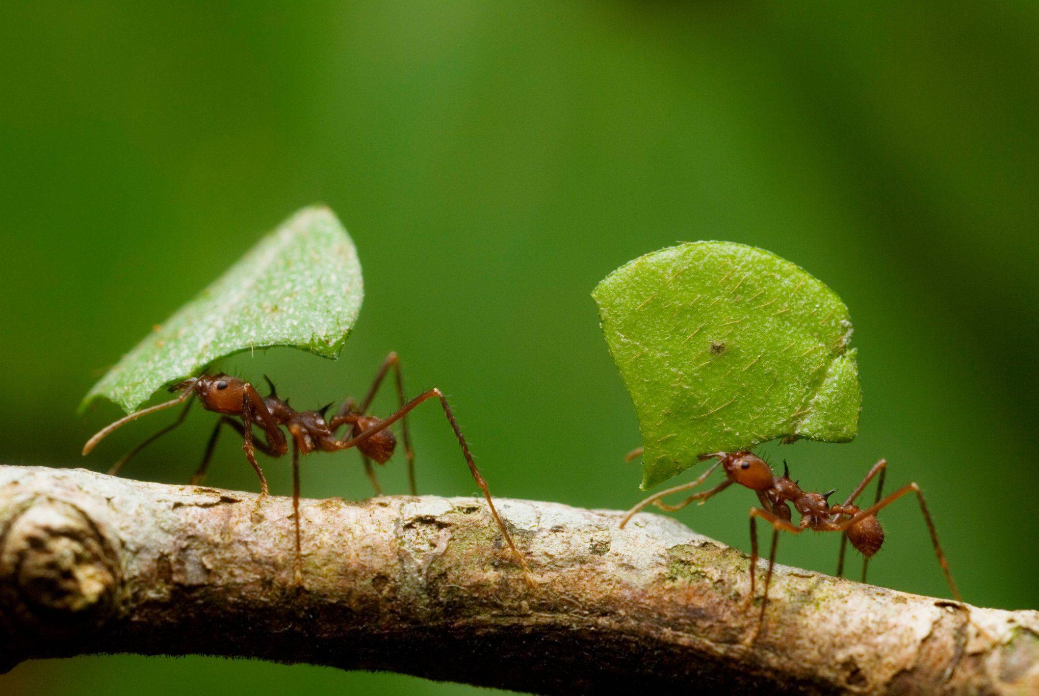 Все о муравьях