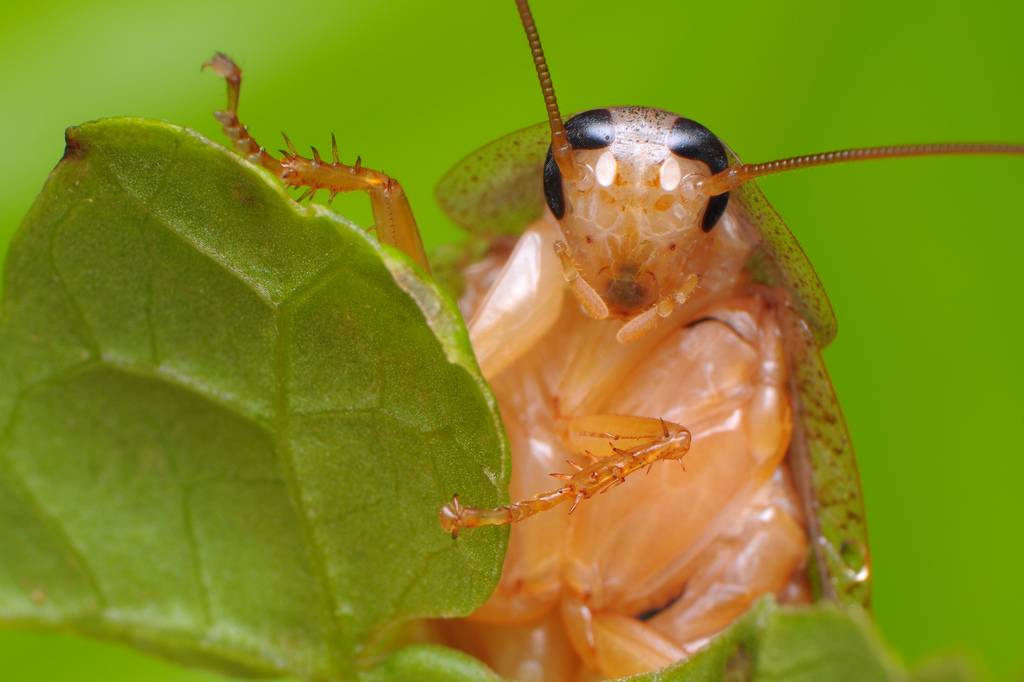 Особенности строения таракана секрет живучести раскрыт