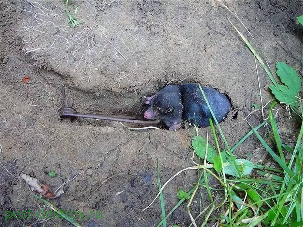 Как избавиться от земляной (водяной) крысы на огороде