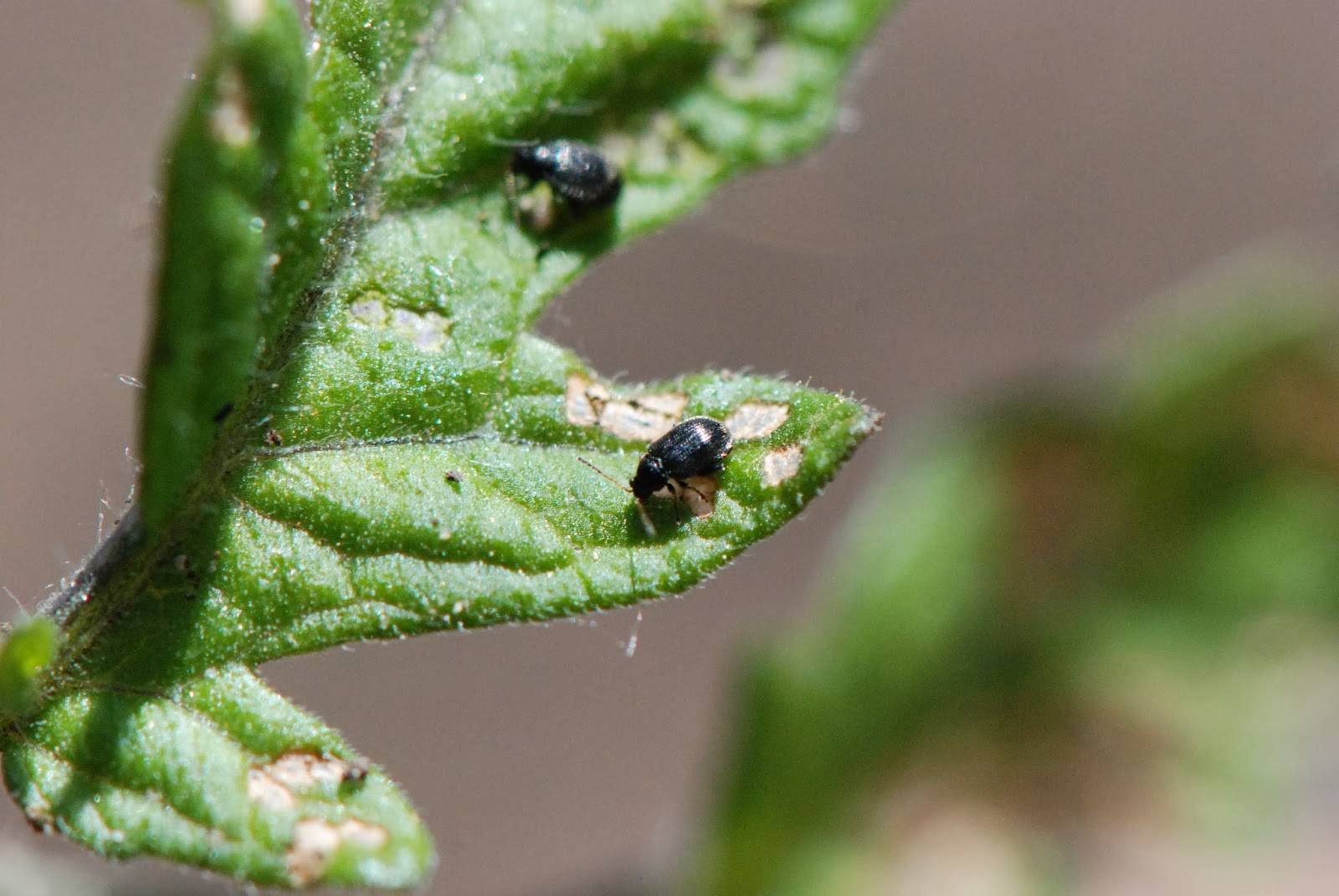 Черные букашки на комнатных растениях. как защитить любимые комнатные растения от вредителей