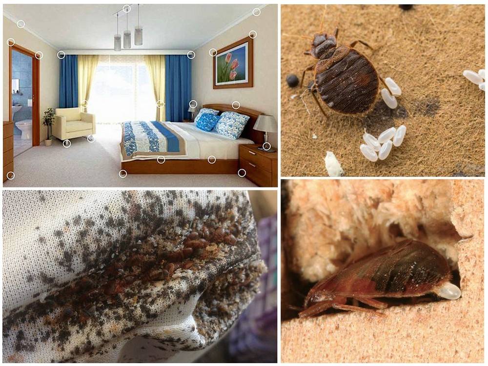 Где живут и где прячутся тараканы в квартире?