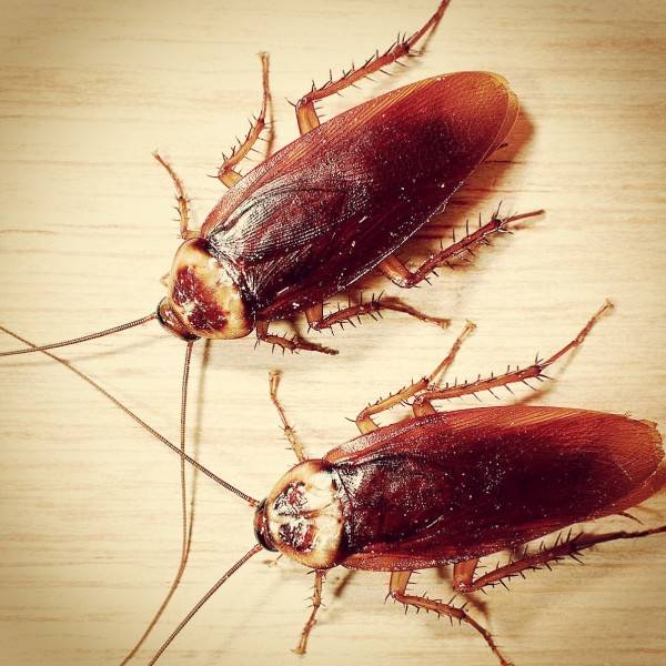 Виды тараканов – фото и описание каждого из них