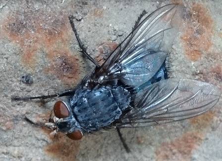 Мясная муха – фото и описание