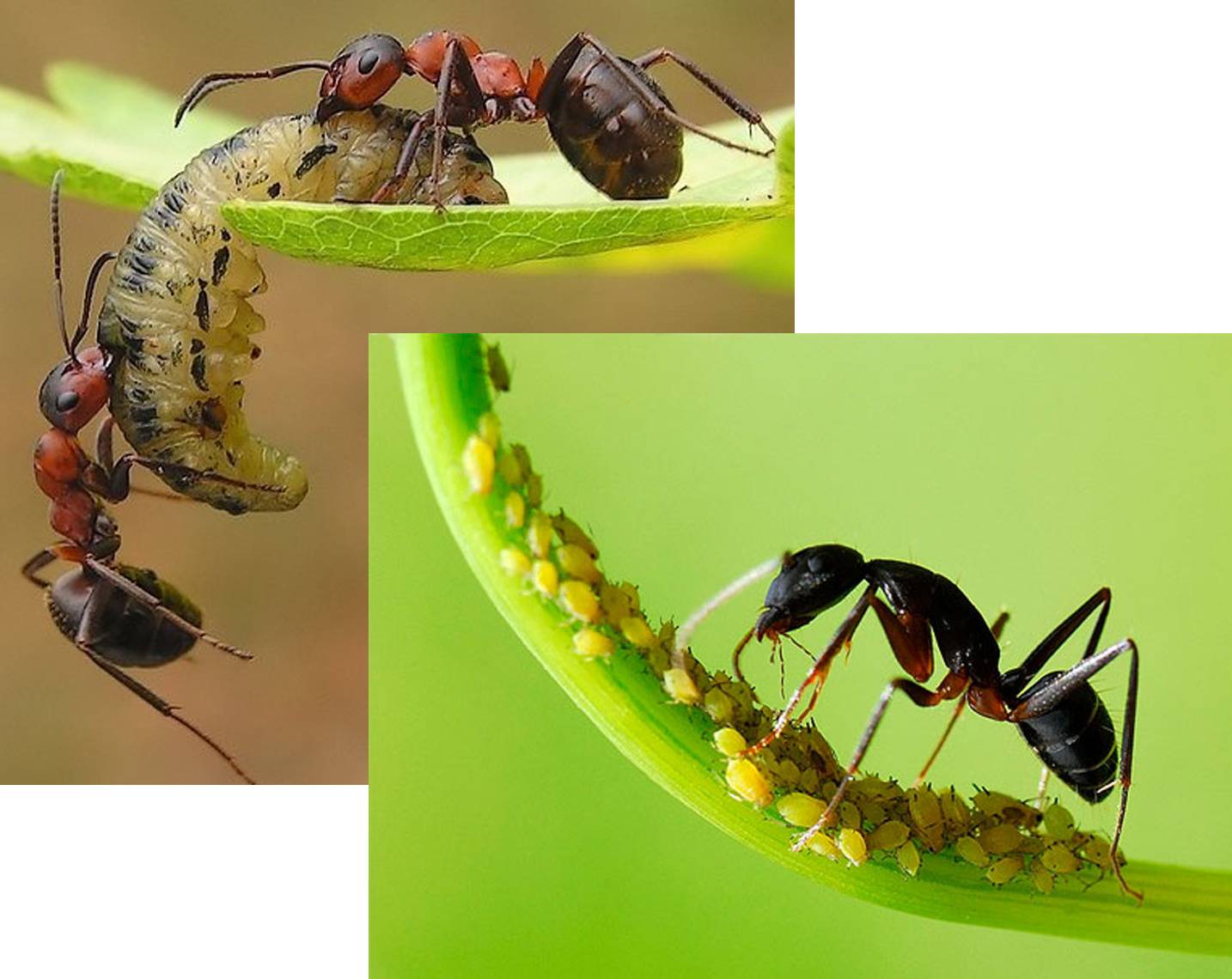 Что едят муравьи? разнообразие рациона в зависимости от вида муравьёв и среды обитания