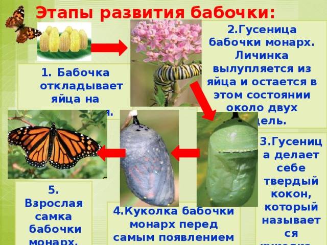 Гусеница — это личинка бабочки, стадии ее развития и особенности питания