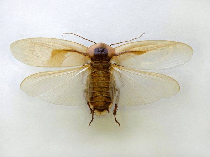 Могут ли летать домашние тараканы?