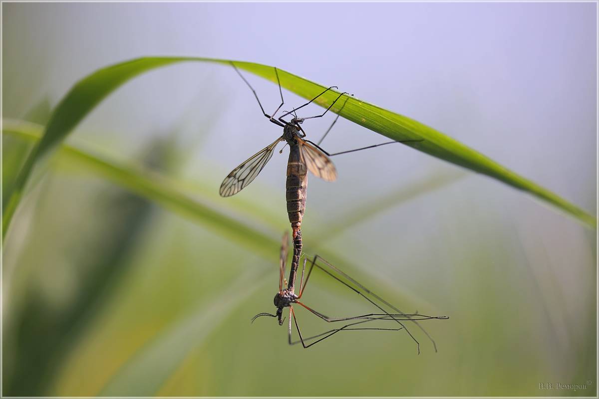 Продолжительность жизни комаров