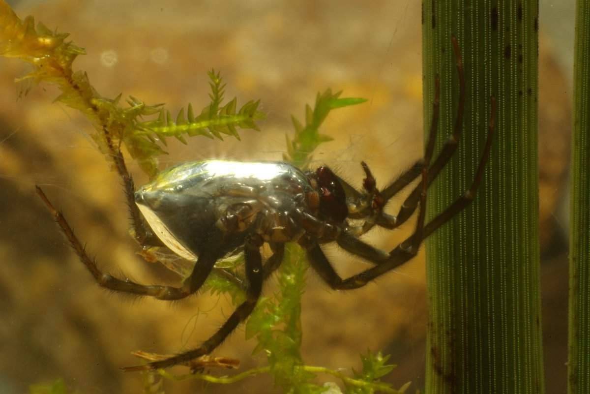 Чем паук-серебрянка наполняет своё подводное гнездо. паук серебрянка
