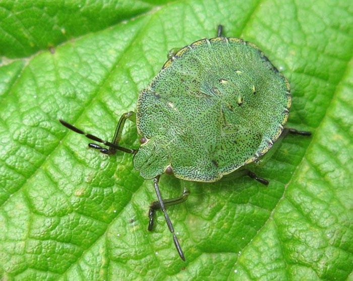 Клоп-щитник: описание насекомого и способы борьбы с вредителем