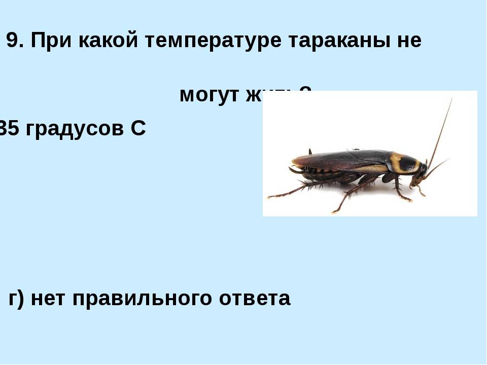 При какой температуре погибают тараканы и их яйца (личинки)?
