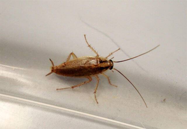Почему тараканов называют стасиками – 4 причины появления прозвища
