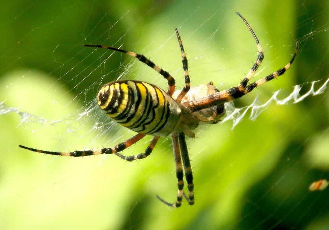 Ядовитые пауки в россии, какой самый ядовитый: фото и названия, регионы обитания