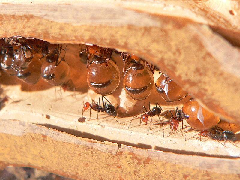 Как избавиться от фараоновых муравьев в квартире
