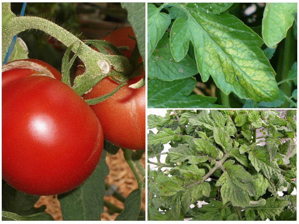 Чем обработать помидоры от тли в открытом грунте и домашних условиях