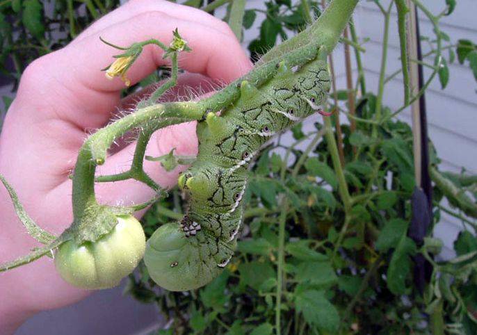 Как избавиться от гусениц в теплице? эффективные способы обработки томатов и перцев