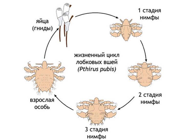 Как размножаются вши на голове у человека: скорость, инкубационный период, а также как быстро развиваются паразиты из личинок?