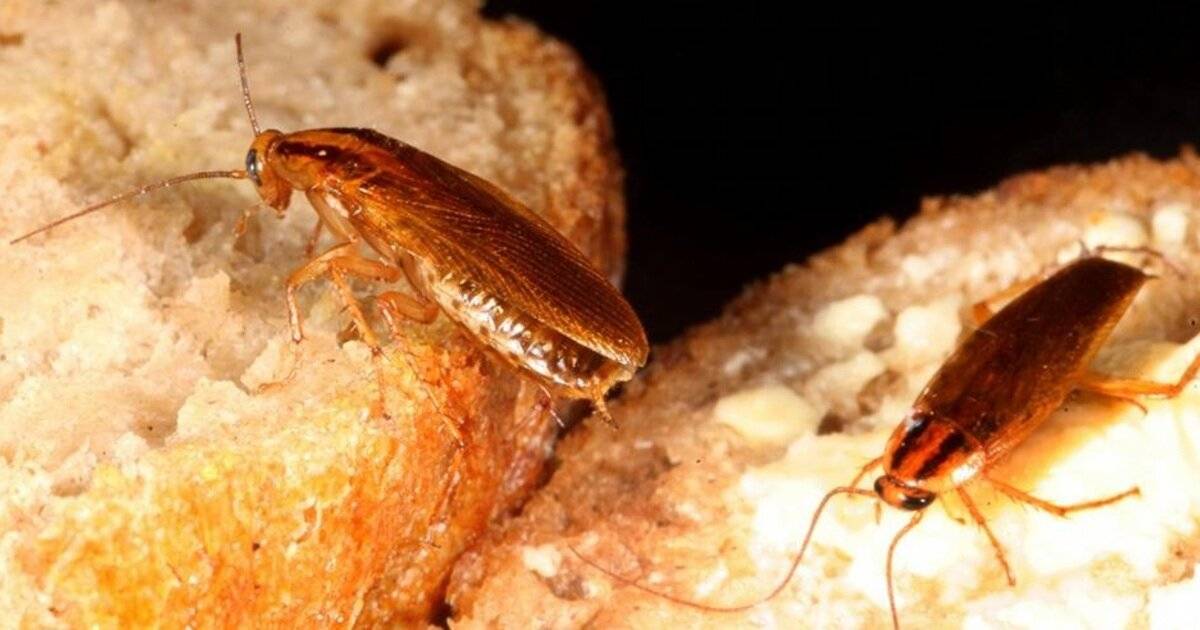 Домашний рыжий таракан (прусак): кусаются ли, описание, фото, сколько живет,чего боятся, размножение