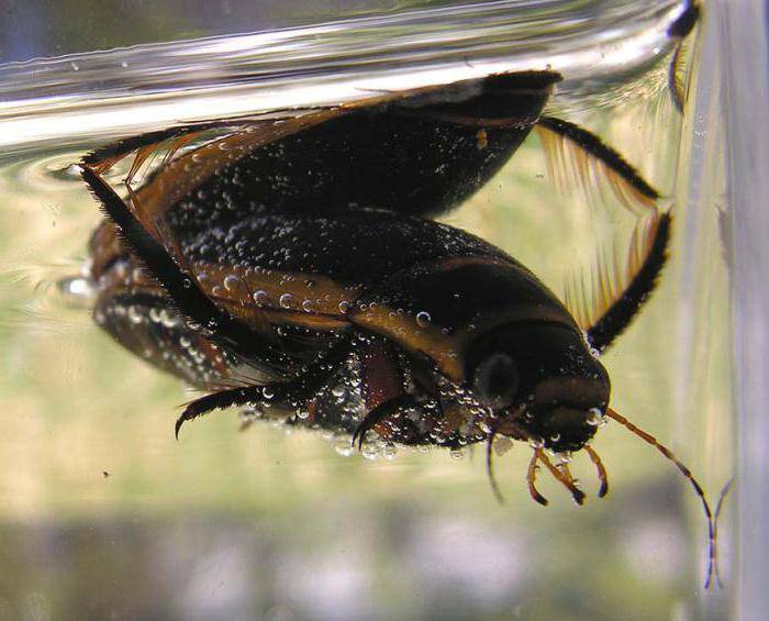 Плавунец широчайший: хищные жуки – индикаторы чистой воды