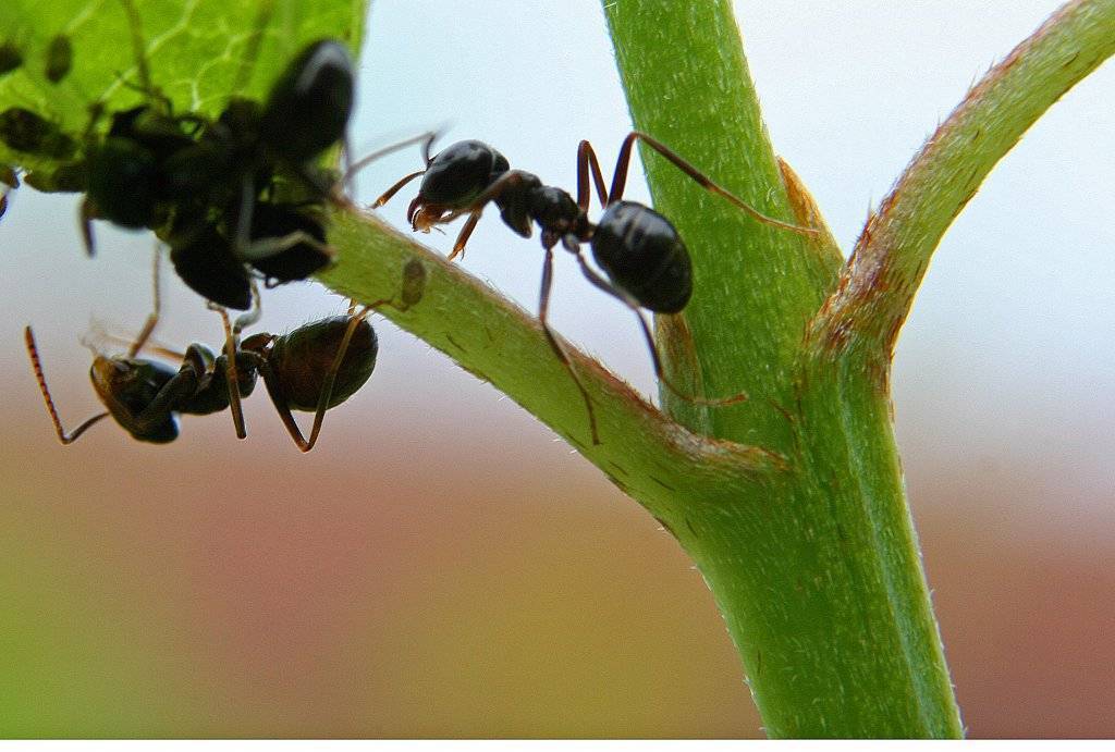 Самые эффективные народные способы избавления от муравьев