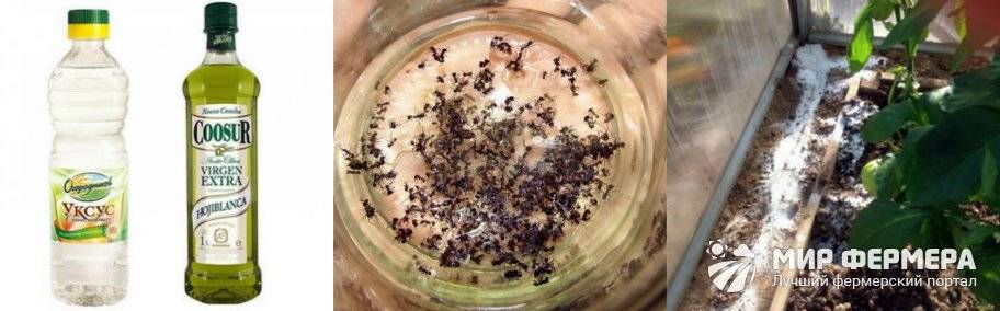 Как избавиться от муравьев в теплице: народными средствами и химическими препаратами