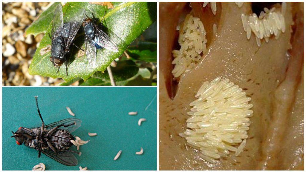 Что будет, если съесть яйца или личинки мухи? Опасность мух