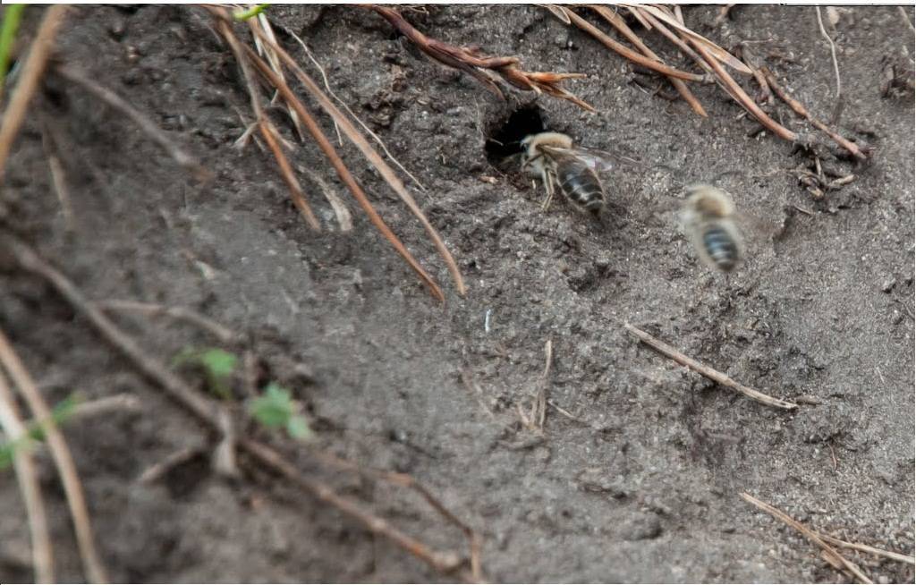 Земляные пчелы: как избавиться и нужно ли это