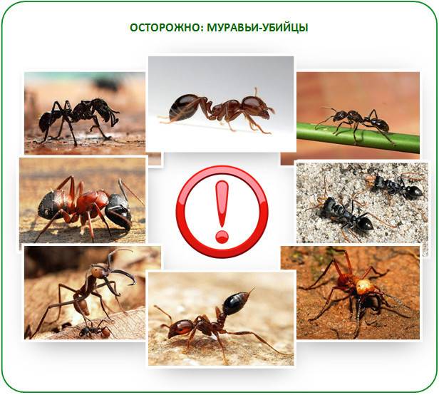 Как избавиться от муравьев в теплице навсегда (садовых): способы, народные, химические, комбинированные средства, плюсы и минусы