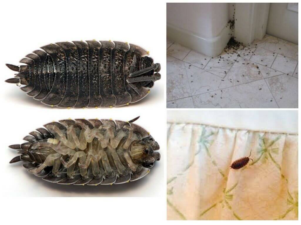 Как избавиться от мокриц в ванной комнате, способы выведения этих насекомых, фото