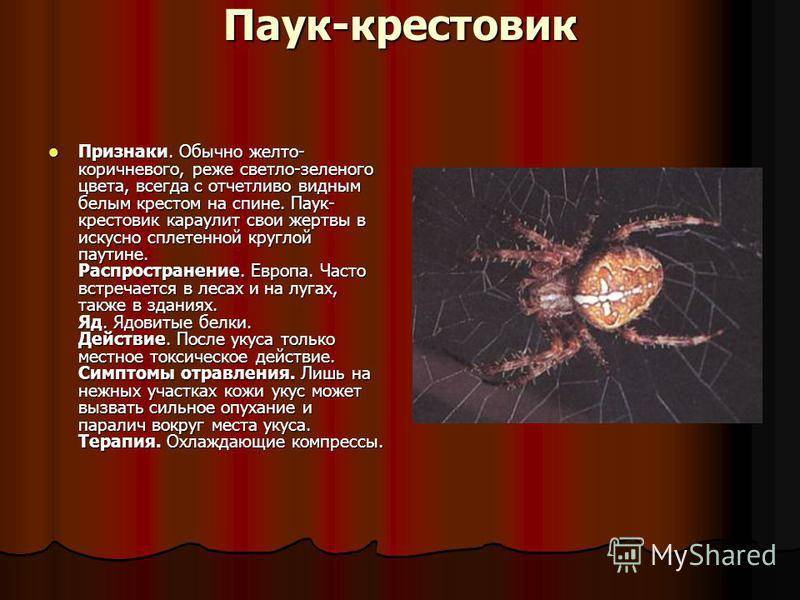 Паук крестовик тип развития. Признаки паука крестовика. Паук крестовик Каракурт паук крестовик Каракурт. Лесной паук крестовик укус.