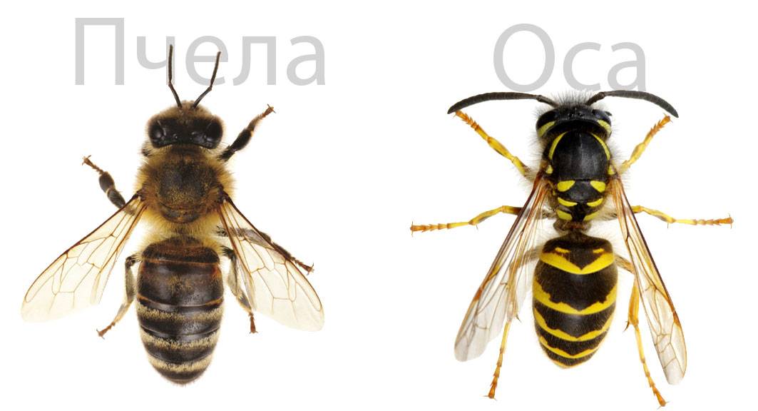 Оса против пчела: сравнение по 7 характеристикам, основные отличия