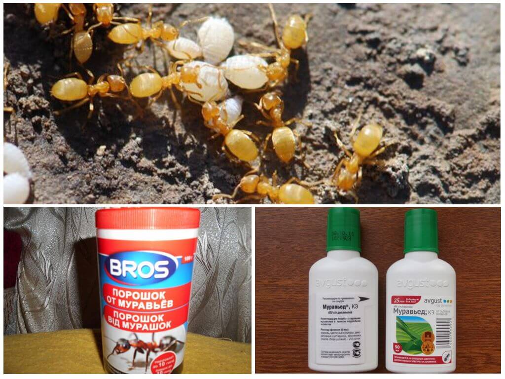 Как избавиться от садовых муравьев на даче (в теплице и огороде): лучшие средства