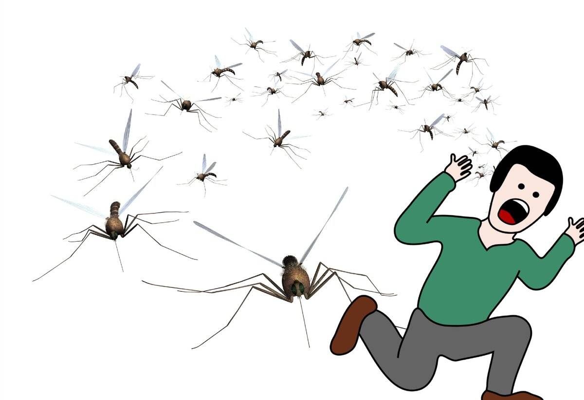 Интересный вопрос: чем питаются различные виды комаров?