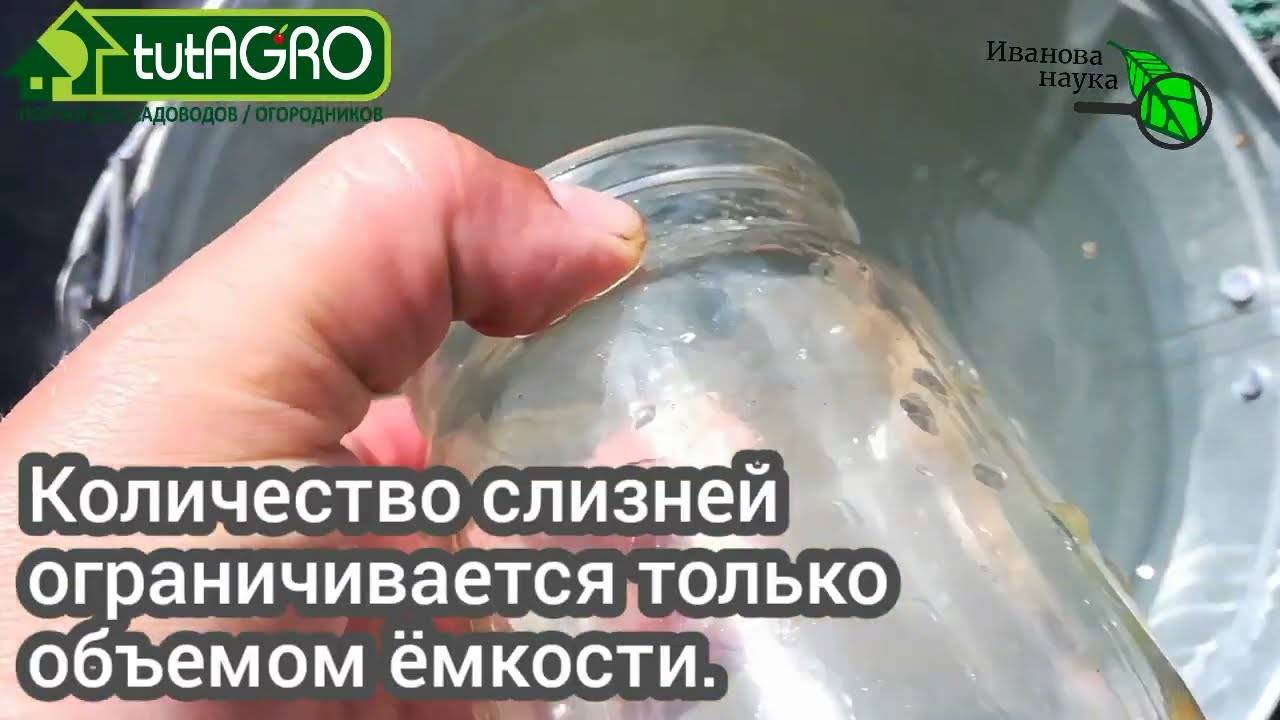 Как избавиться от слизней в доме - эффективные химические и подручные средства
