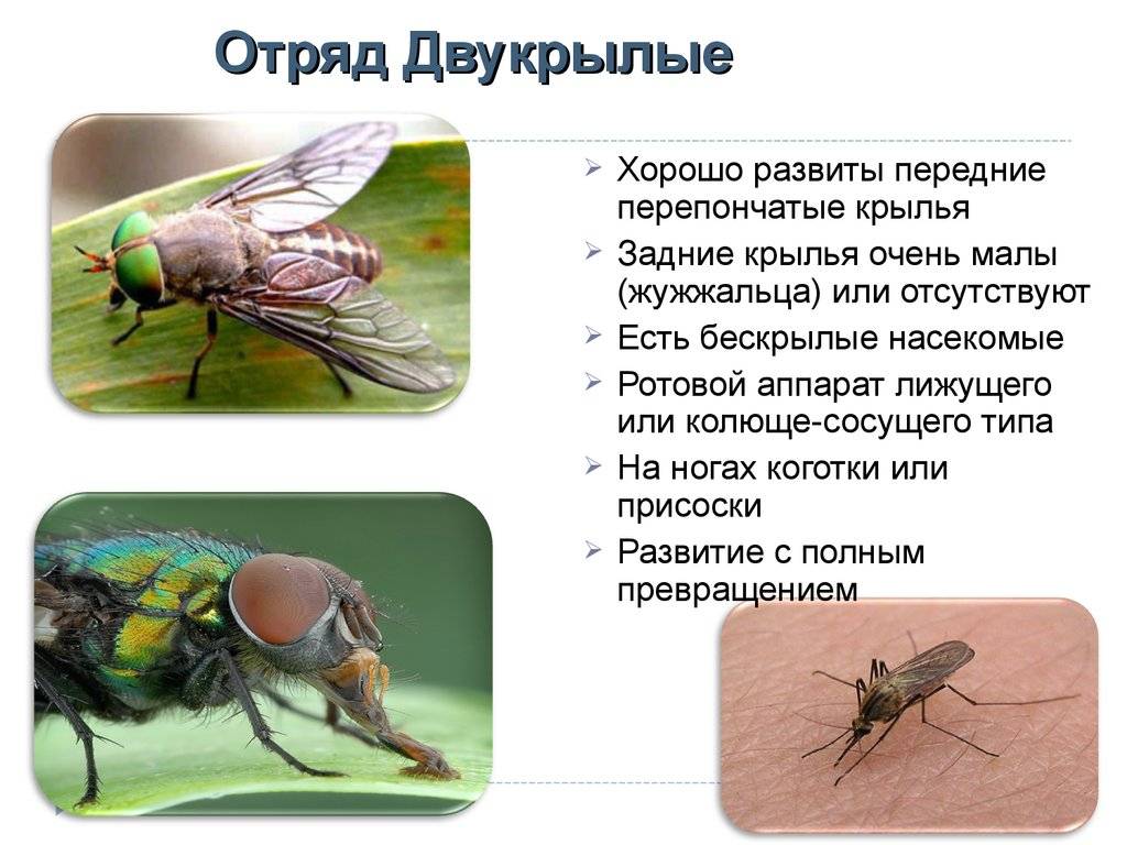 Описание и фото зеленой падальной мухи