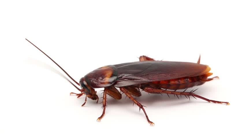 Сколько живут тараканы в домашних условиях, без еды воды и при разных температурах