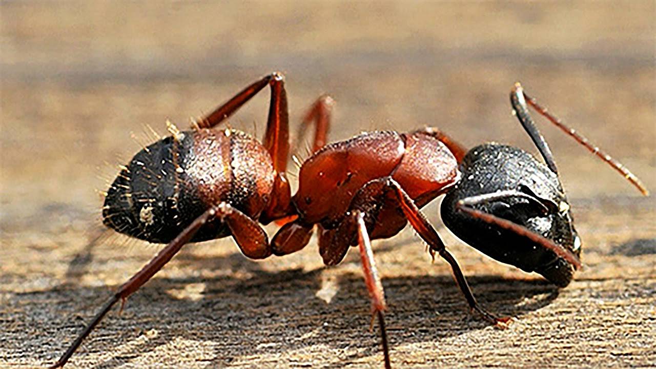 Кто ест муравьев – самые опасные враги