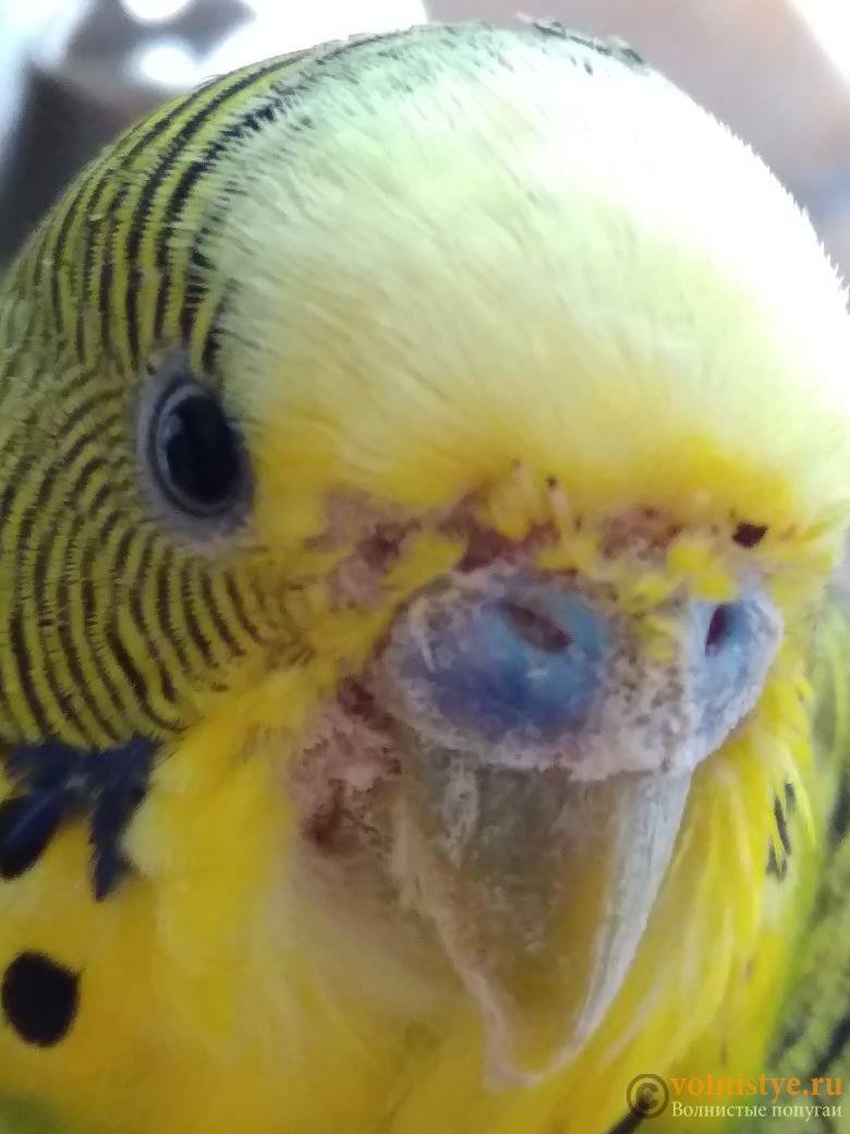 Клещ у попугая – лечение и меры профилактики