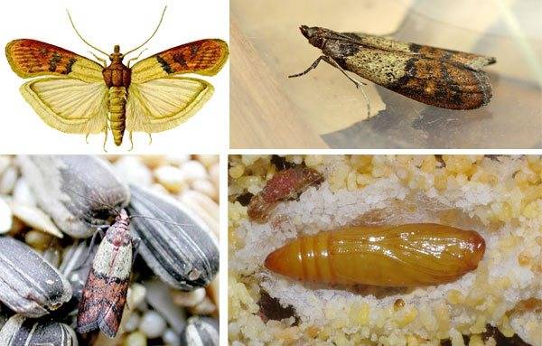 Огневка трескучая: фото, описание вида и интересные факты про насекомого