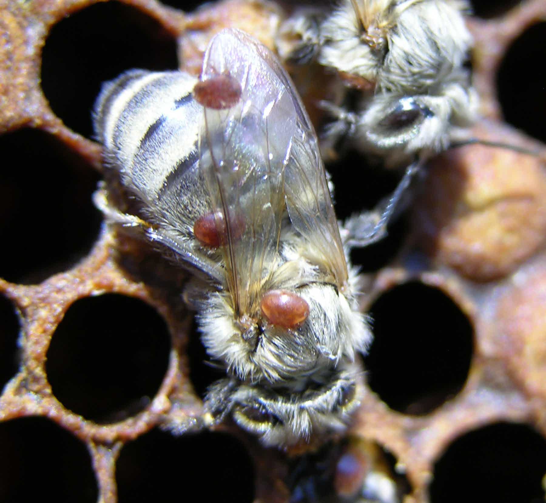 Способы обработки пчел от клеща, когда и чем лучше обрабатывать. эффективные методы обработки пчел от клеща