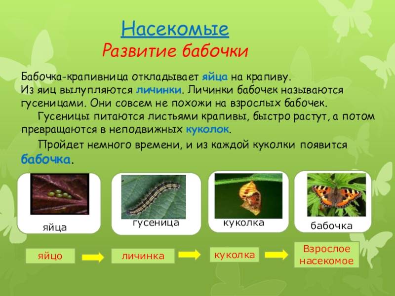 Особенности строения и чем питаются гусеницы в дикой природе – классификация видов по типу питания