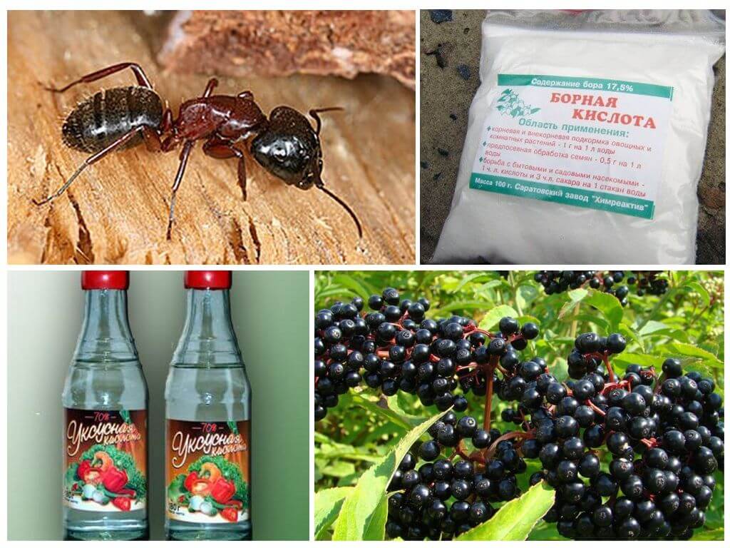 Народные средства от муравьев